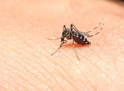 Sanofi va sortir un vaccin contre la dengue